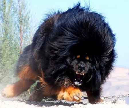 سگ تبتی